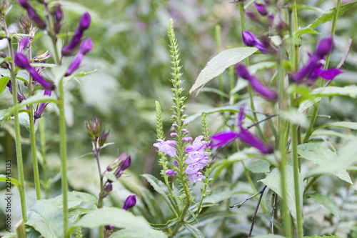 purple flowers in flower garden