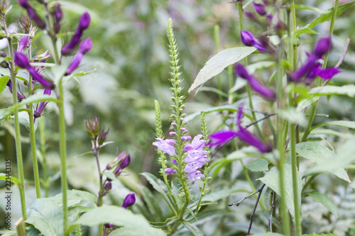 purple flowers in flower garden