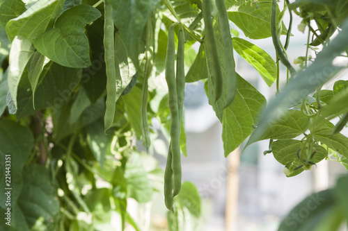 kitchen garden, green beans