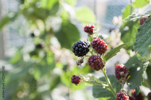 blackberry fruit in garden 
