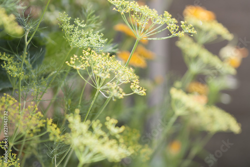 foeniculum vulgare, fennel in garden