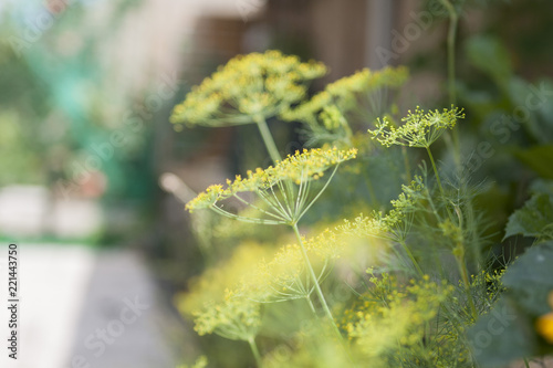 foeniculum vulgare, fennel in garden