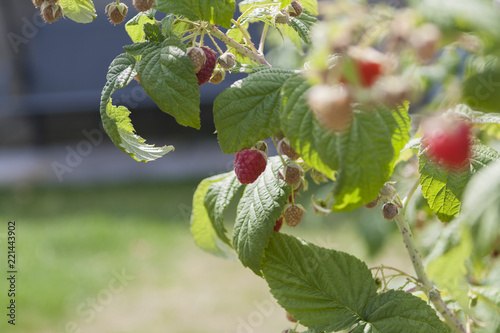 red raspberry fruit plant in garden