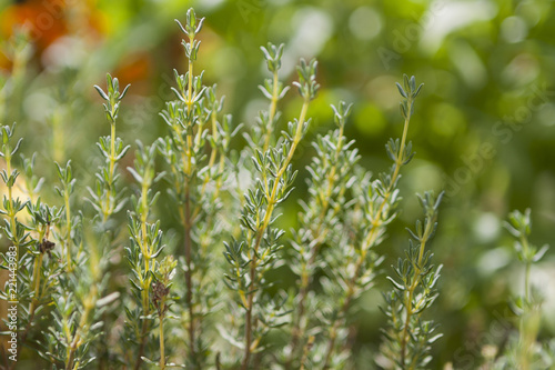 rosemary, rosmarinus officinalis in garden