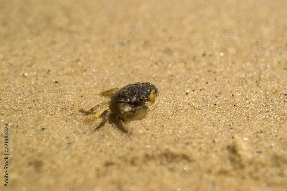 A crab on a sand. Macro shot.