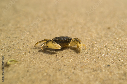 A crab on a sand. Macro shot.