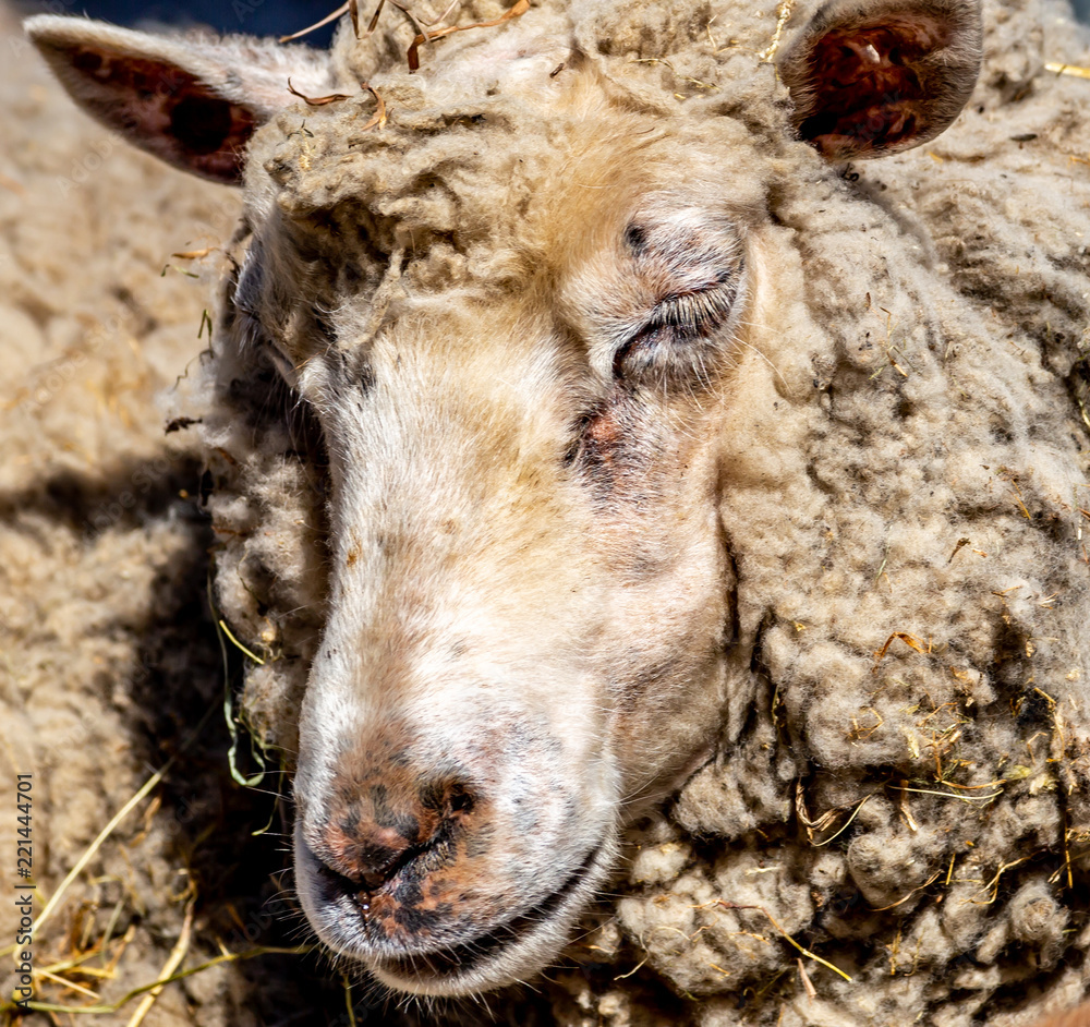 Fototapeta premium sheep face