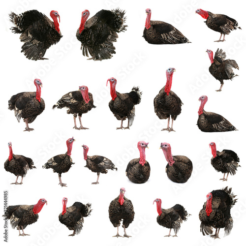 collage black turkey  isolated on white background