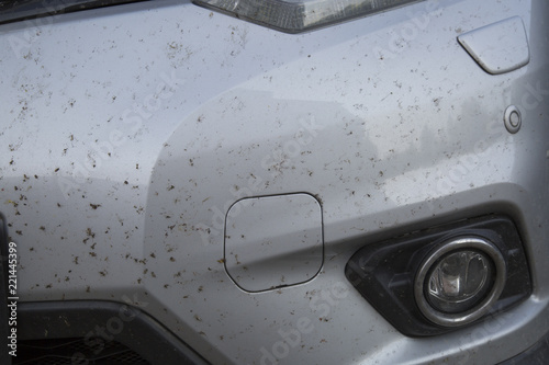 insects on the bumper car