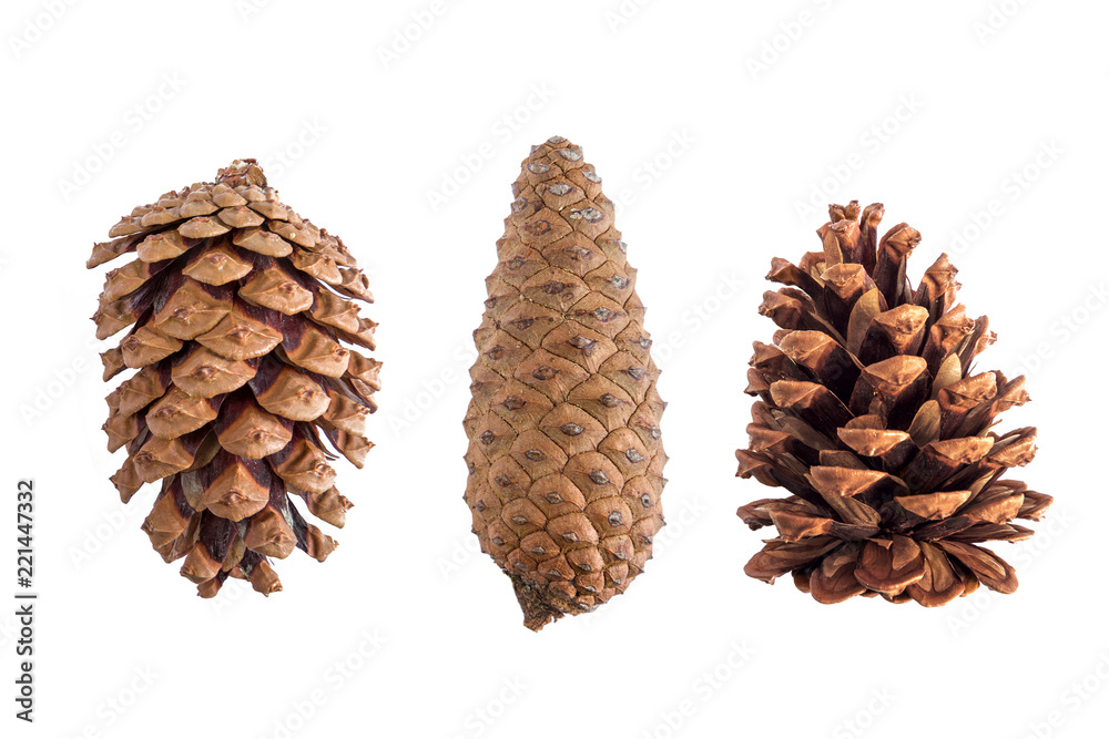 Three brown pinecones isolated on a white background.