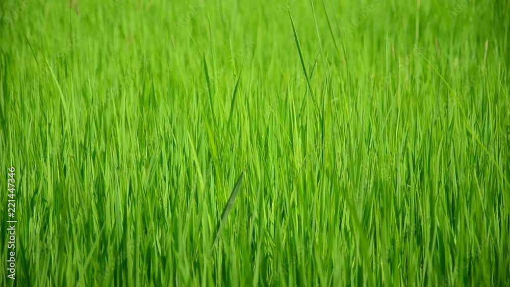 Ears of rice swinging in the wind Ears of rice swinging in the wind