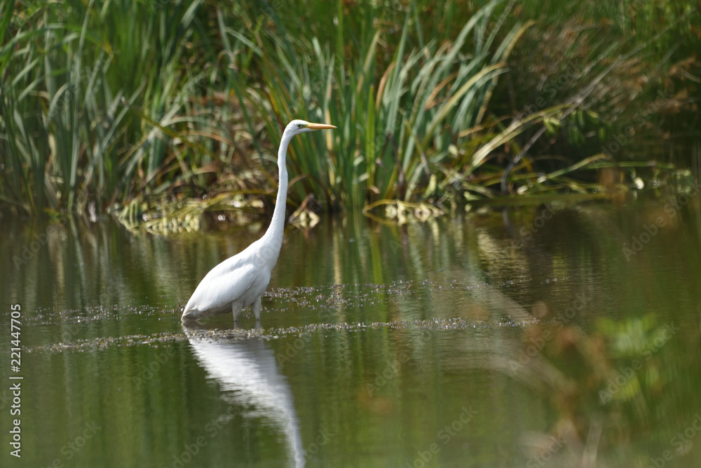 Great egret (Ardea alba), real wildlife - no ZOO Great egret (Ardea alba), real wildlife - no ZOO