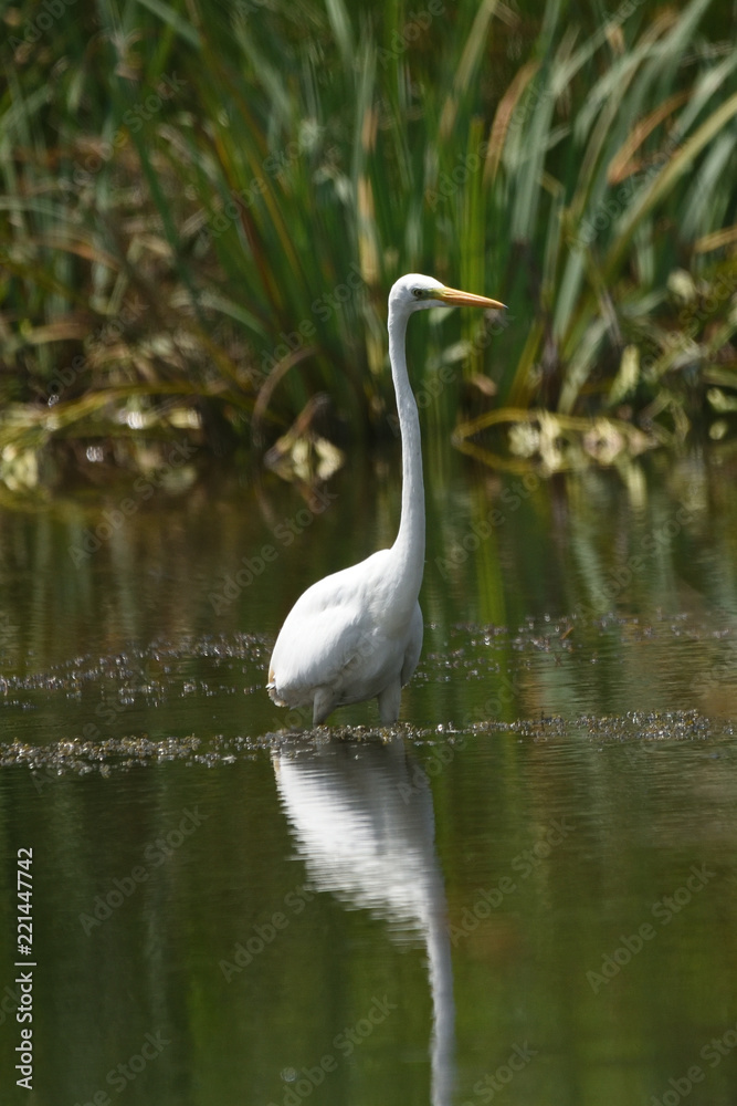 Great egret (Ardea alba), real wildlife - no ZOO Great egret (Ardea alba), real wildlife - no ZOO