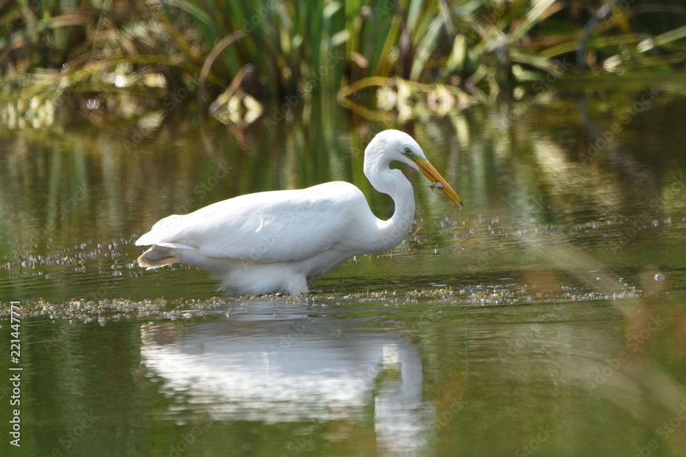 Hunting Great Egret (Ardea alba), real wildlife - no ZOO Hunting Great Egret (Ardea alba), real wildlife - no ZOO