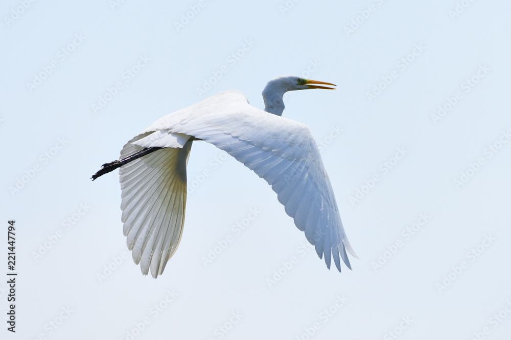 Great egret (Ardea alba), real wildlife - no ZOO Great egret (Ardea alba), real wildlife - no ZOO