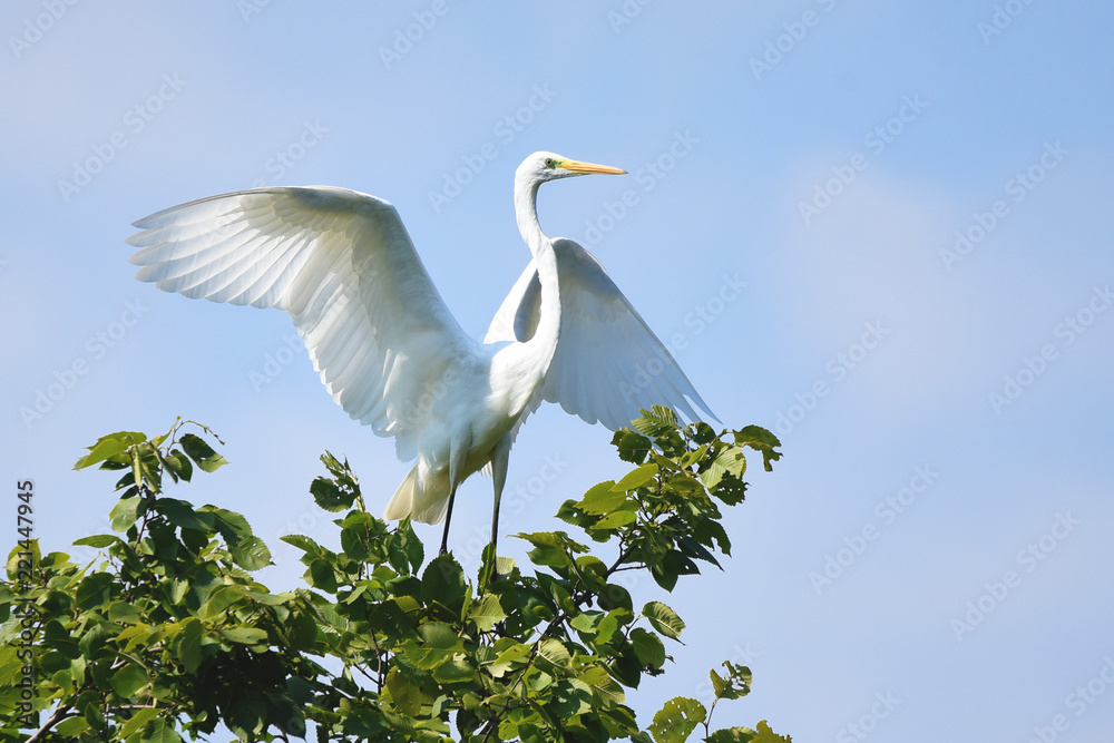 Great egret (Ardea alba), real wildlife - no ZOO Great egret (Ardea alba), real wildlife - no ZOO