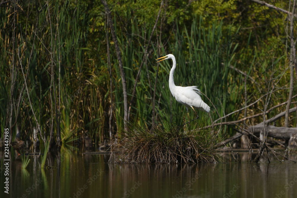Great egret (Ardea alba), real wildlife - no ZOO Great egret (Ardea alba), real wildlife - no ZOO