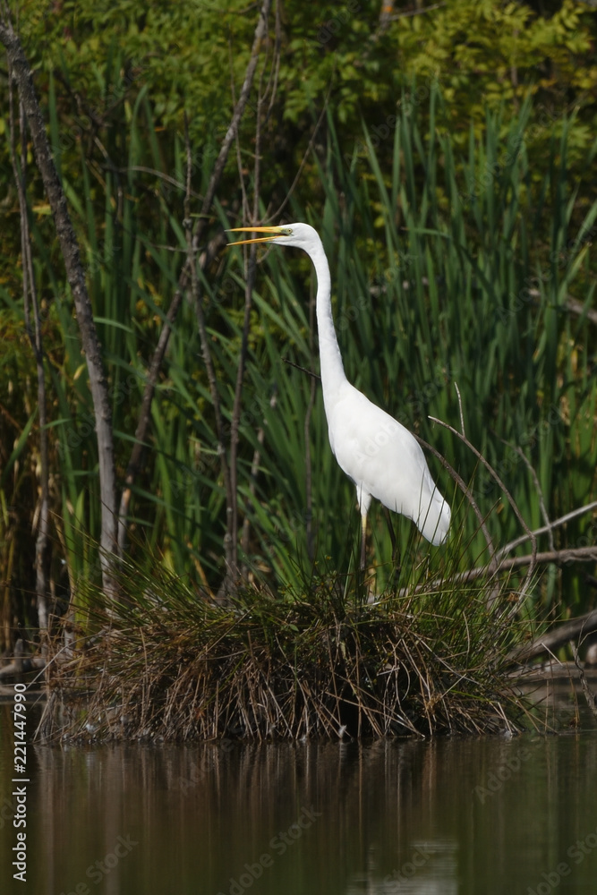 Great egret (Ardea alba), real wildlife - no ZOO Great egret (Ardea alba), real wildlife - no ZOO