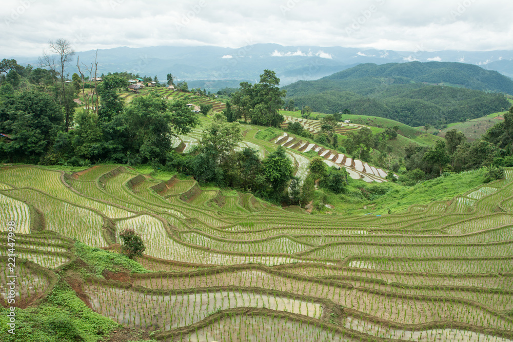 Rice planting season in Chiang Mai, Rice growing in rice terraces
