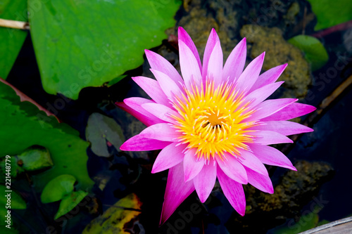 Beautiful delicate pink lotus flowers