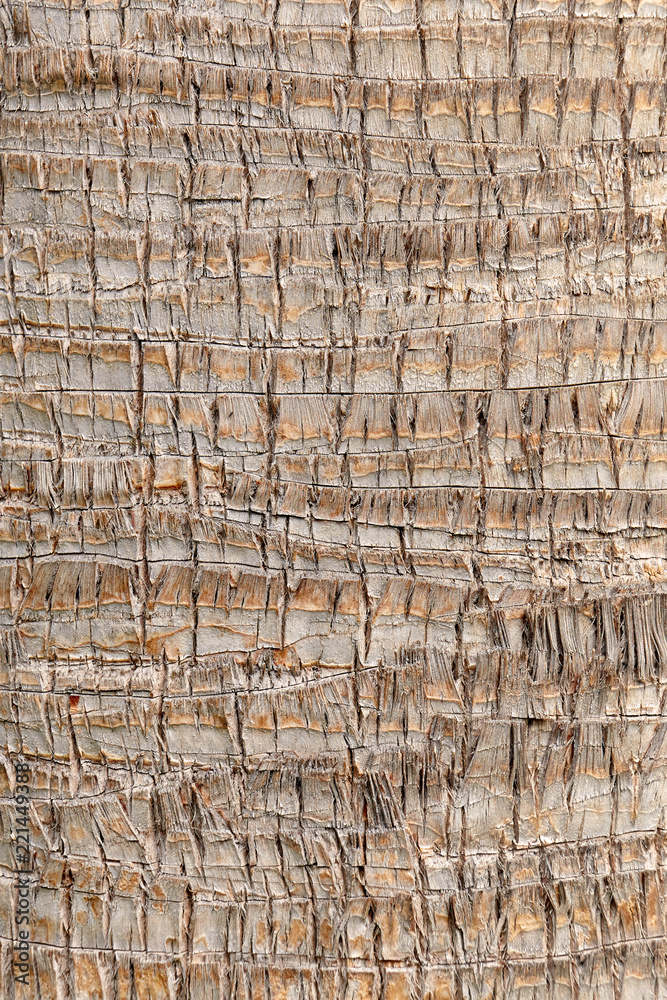 Fototapeta premium closeup of palm tree texture