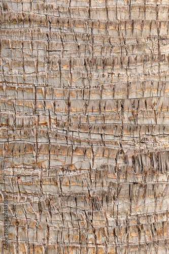 closeup of palm tree texture