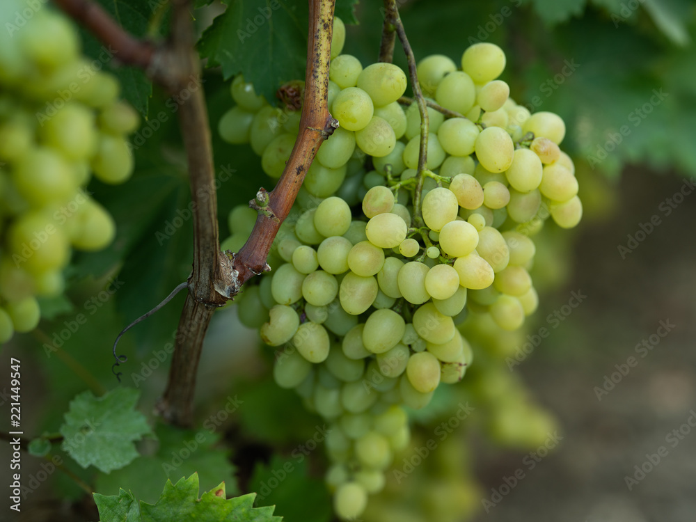 Ripe, tasty, green kind of grapes, a large brush of ripe grapes