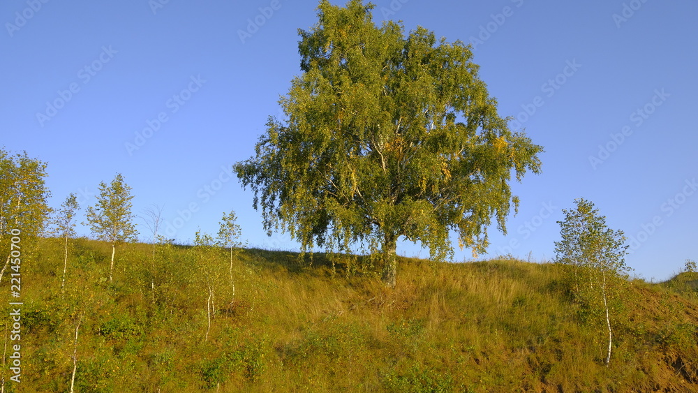 Fototapeta premium tree in the field