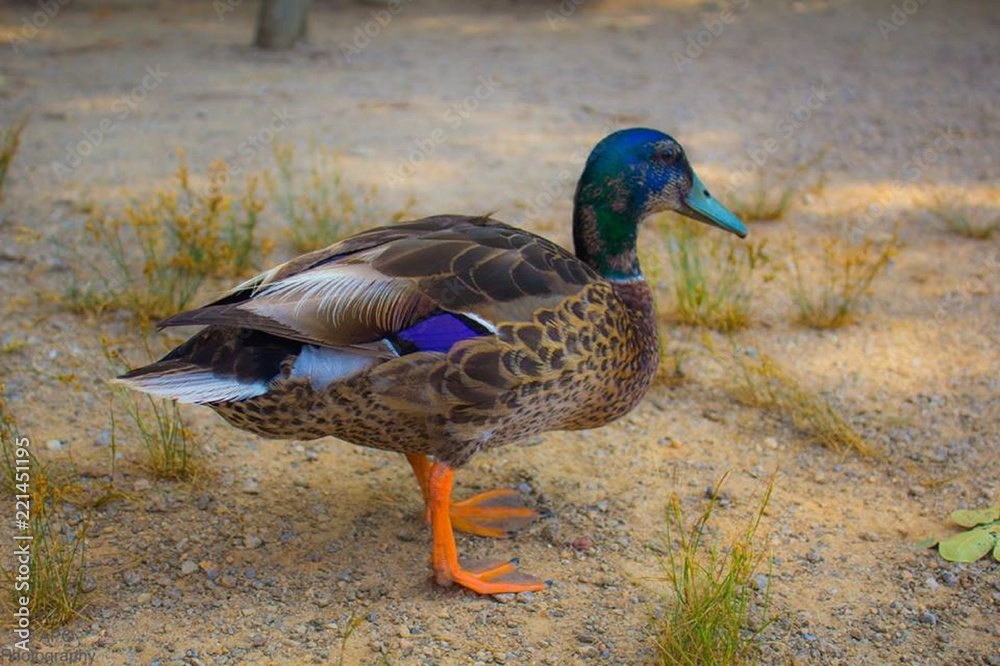 Obraz premium Duck at Park