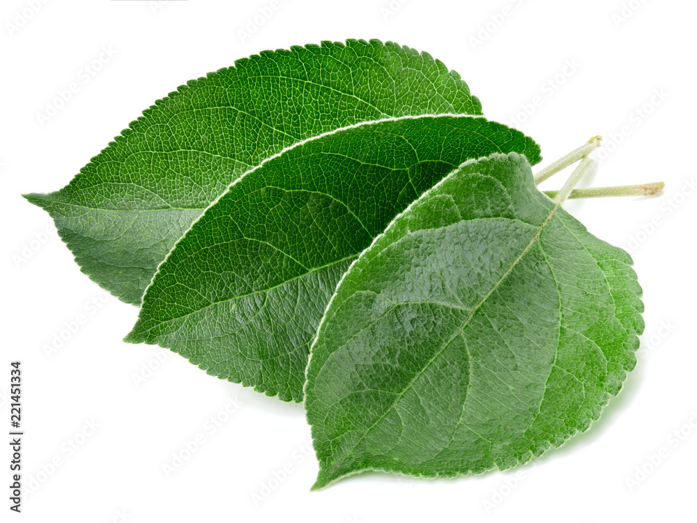 Green apple leaf isolated Green apple leaf isolated