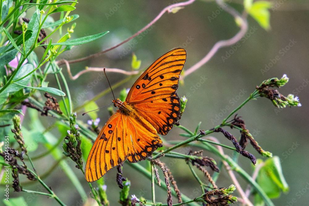Gulf Fritillary Butterfly among wildflowers at the end of summer! Gulf Fritillary Butterfly among wildflowers at the end of summer!