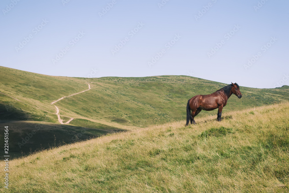 Horses in mountain pasture, Ukraine, Ivano-Frankivsk region, Verkhovyna district, Carpathians, Chernohora Horses in mountain pasture, Ukraine, Ivano-Frankivsk region, Verkhovyna district, Carpathians, Chernohora
