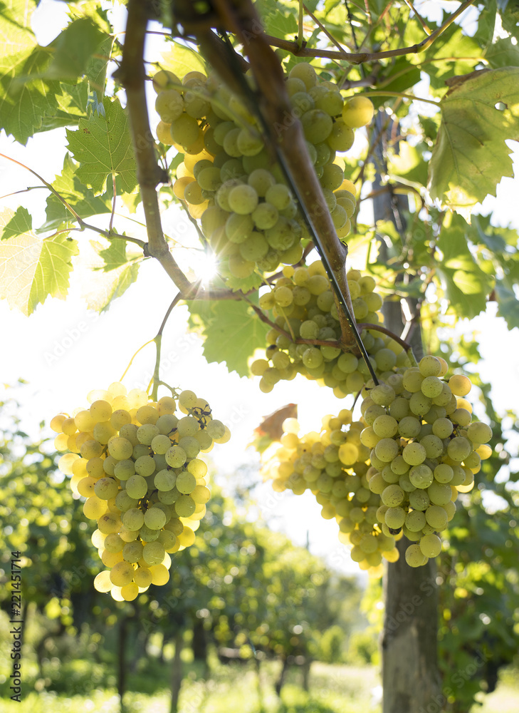 Bunch of grape in the vineyard