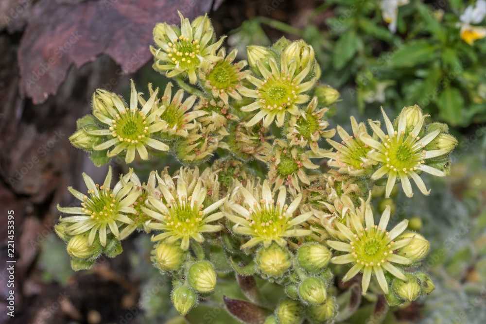 Blumen mit Regentropfen nach einem Sommerregen Blumen mit Regentropfen nach einem Sommerregen