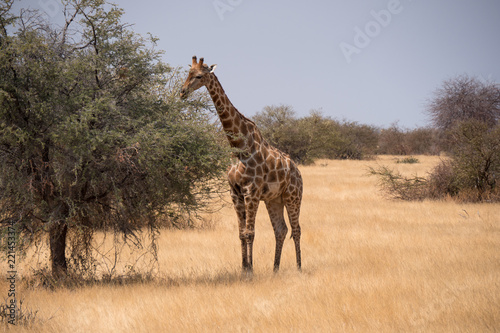 Giraffe in Etosha National Park  Namibia