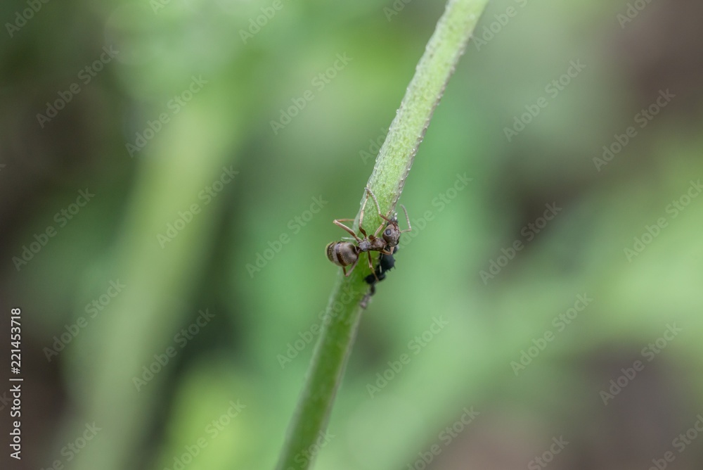 Fototapeta premium Ameisen und Blattläuse auf einem Blumenstiel im Garten