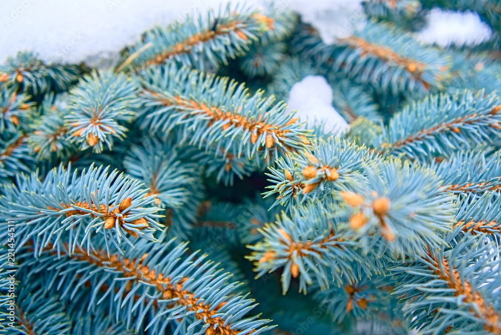 Branches of blue spruce.