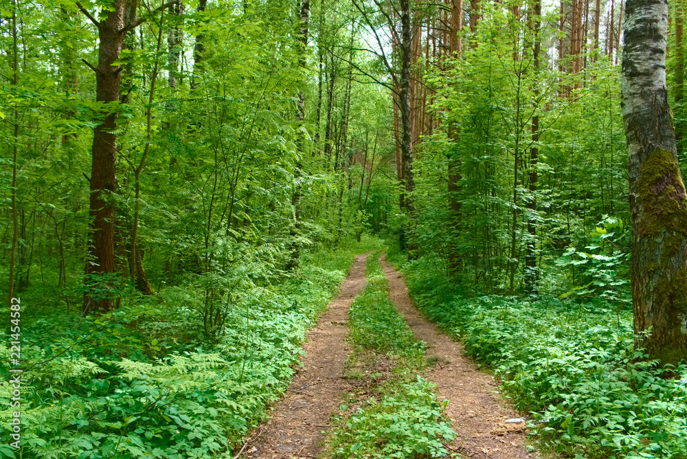 The road in the summer forest. The road in the summer forest.