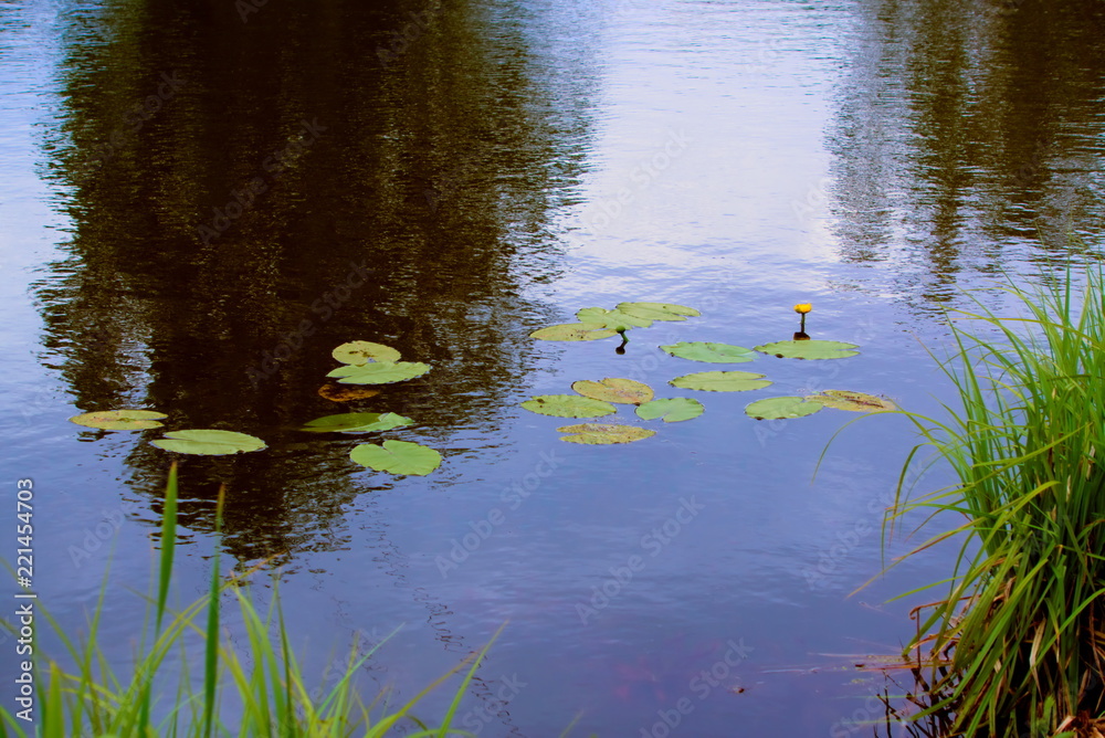 Water lilies on the surface of the lake.