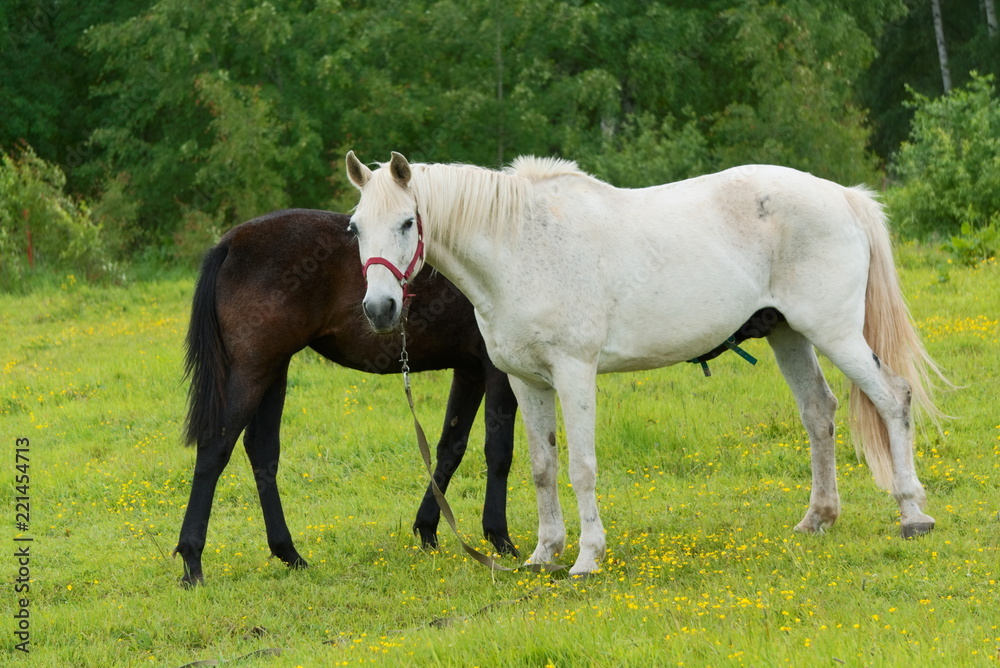 White mare with a brown foal in a meadow.