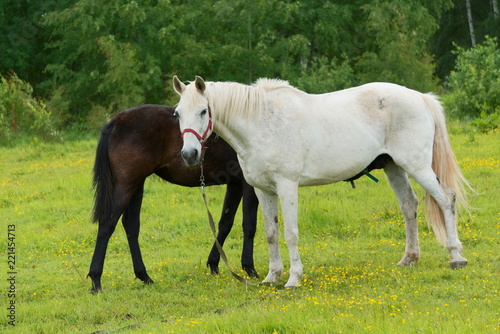 White mare with a brown foal in a meadow.