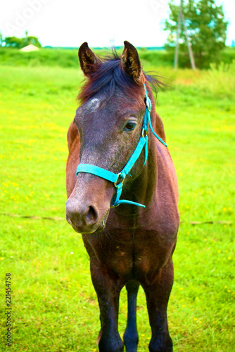 A beautiful brown foal.