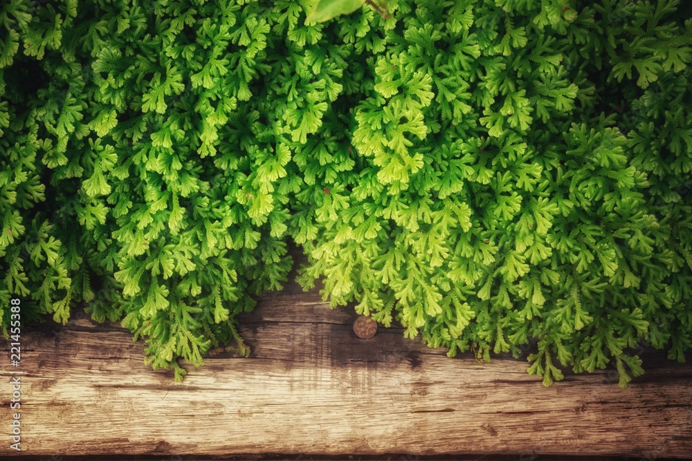 green moss and old wood inthe morning time,fresh and relax feeling. green moss and old wood inthe morning time,fresh and relax feeling.