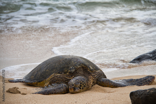 An endangered Hawaiian green sea turtle resting on a beach on Oahu with waves splattering around it.