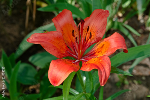 The scarlet flower of the daylily.