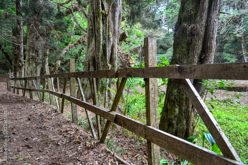 path with wooden fence in the forest