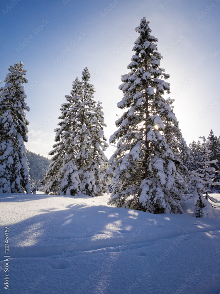 The Snow-covered winter scenery is one single pleasure The Snow-covered winter scenery is one single pleasure
