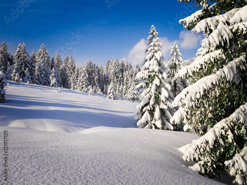 Fantastic world of crystal clear, white winter wonderland