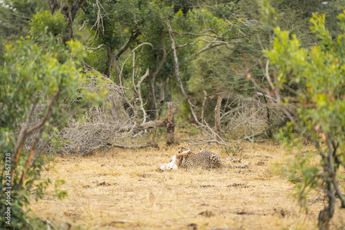 Cheetah just caught his prey after a short hunt at Kruger Nationalpark, South Africa
