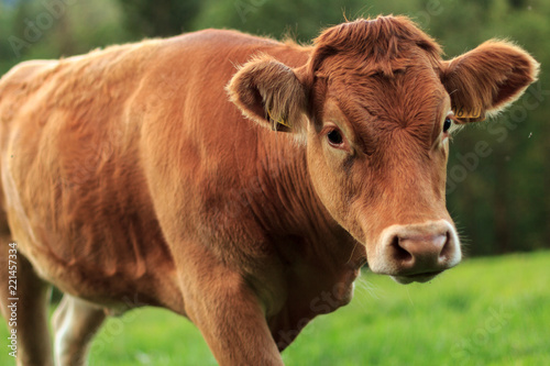 Cow on pasture in south Norway.